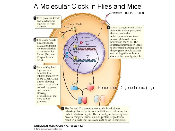 A Molecular Clock in Flies and Mice input from retina Period (per), Cryptochrome (cry)