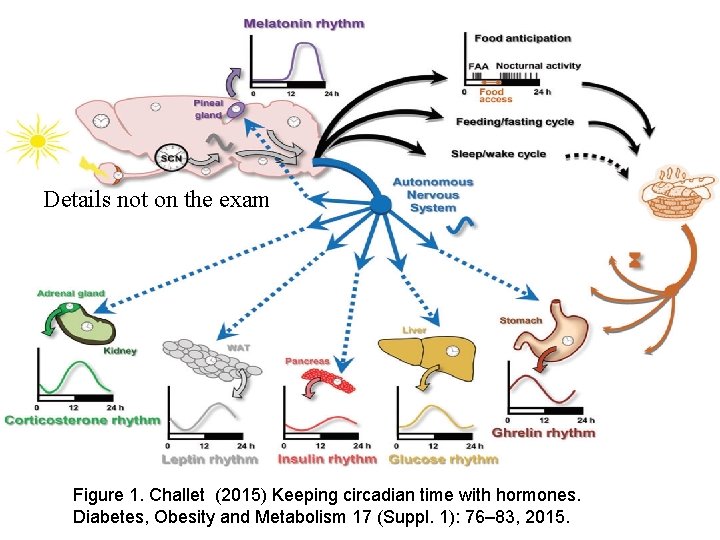Details not on the exam Figure 1. Challet (2015) Keeping circadian time with hormones.