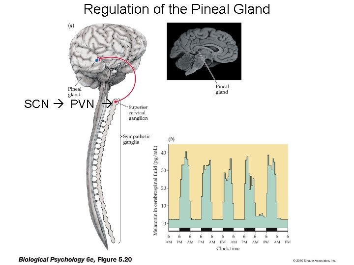 Regulation of the Pineal Gland SCN PVN 