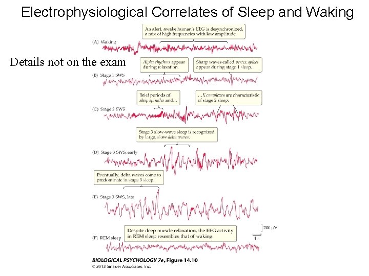 Electrophysiological Correlates of Sleep and Waking Details not on the exam 