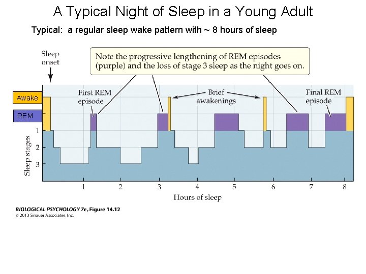 A Typical Night of Sleep in a Young Adult Typical: a regular sleep wake