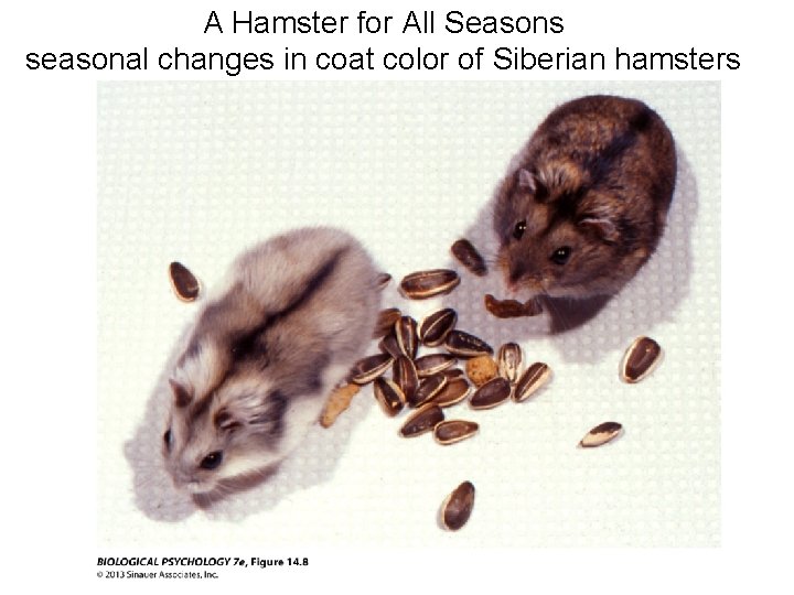 A Hamster for All Seasons seasonal changes in coat color of Siberian hamsters 