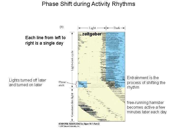 Phase Shift during Activity Rhythms Each line from left to right is a single