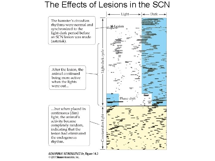 The Effects of Lesions in the SCN 