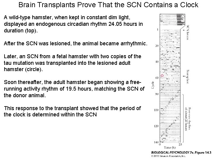 Brain Transplants Prove That the SCN Contains a Clock A wild-type hamster, when kept