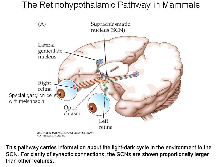 The Retinohypothalamic Pathway in Mammals Special ganglion cells with melanospin This pathway carries information