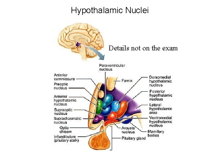 Hypothalamic Nuclei Details not on the exam 