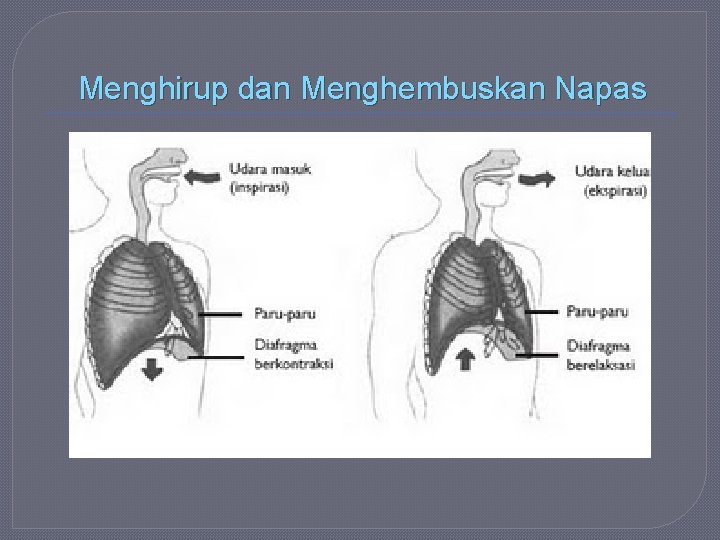 Menghirup dan Menghembuskan Napas 