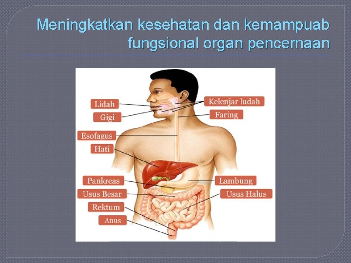 Meningkatkan kesehatan dan kemampuab fungsional organ pencernaan 