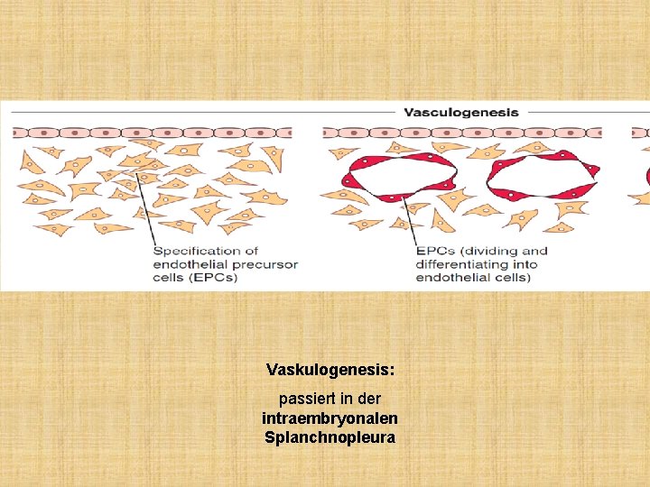 Vaskulogenesis: passiert in der intraembryonalen Splanchnopleura 