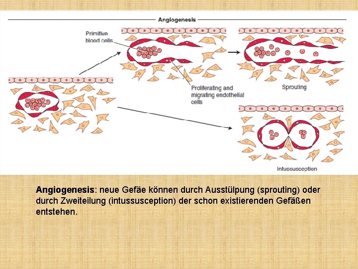 Angiogenesis: neue Gefäe können durch Ausstülpung (sprouting) oder durch Zweiteilung (intussusception) der schon existierenden
