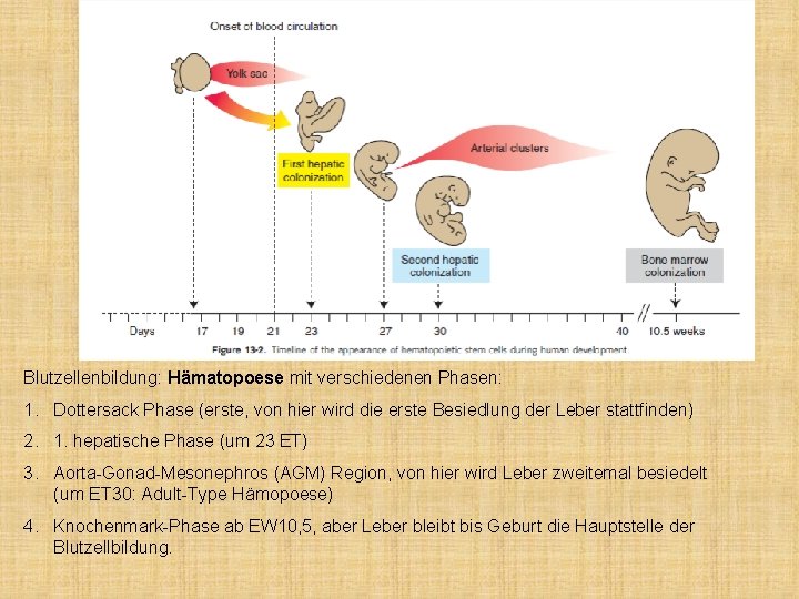 Blutzellenbildung: Hämatopoese mit verschiedenen Phasen: 1. Dottersack Phase (erste, von hier wird die erste