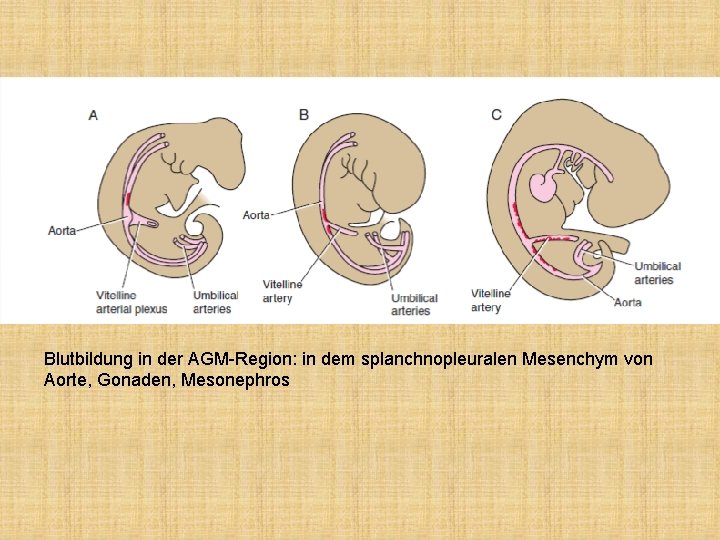 Blutbildung in der AGM-Region: in dem splanchnopleuralen Mesenchym von Aorte, Gonaden, Mesonephros 