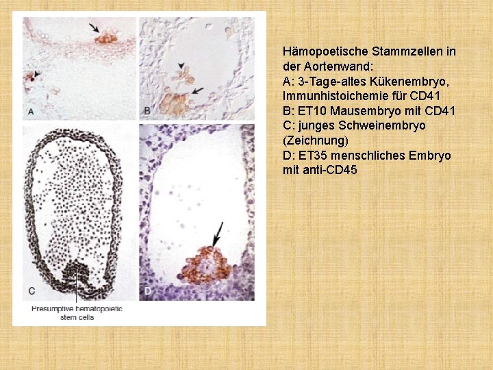 Hämopoetische Stammzellen in der Aortenwand: A: 3 -Tage-altes Kükenembryo, Immunhistoichemie für CD 41 B: