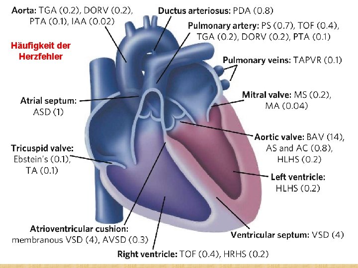 Häufigkeit der Herzfehler 
