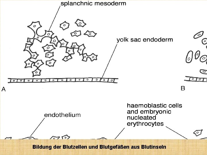 Bildung der Blutzellen und Blutgefäßen aus Blutinseln 