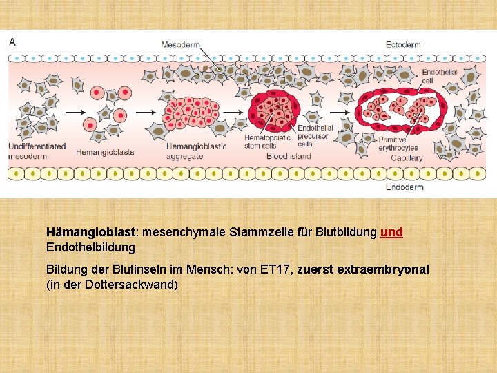 Hämangioblast: mesenchymale Stammzelle für Blutbildung und Endothelbildung Bildung der Blutinseln im Mensch: von ET