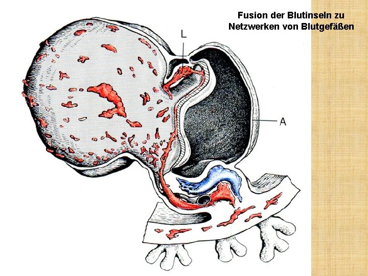 Fusion der Blutinseln zu Netzwerken von Blutgefäßen 