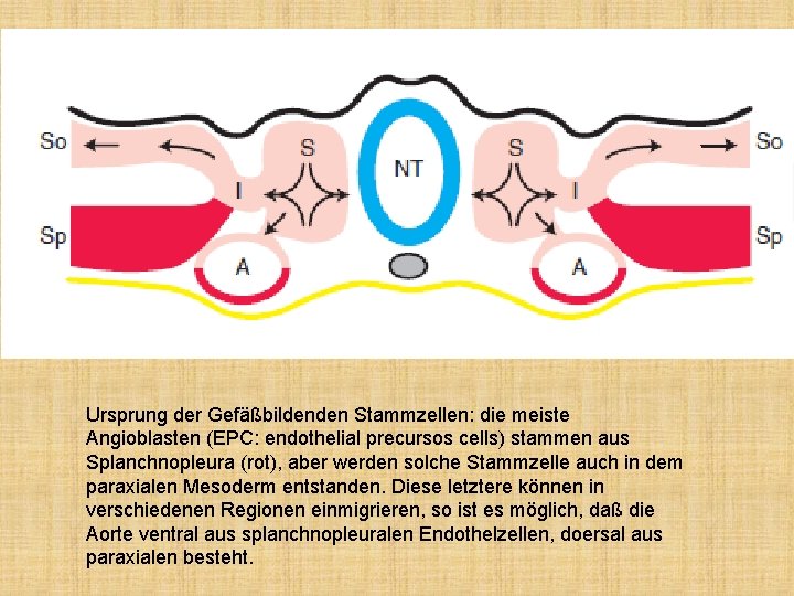 Ursprung der Gefäßbildenden Stammzellen: die meiste Angioblasten (EPC: endothelial precursos cells) stammen aus Splanchnopleura