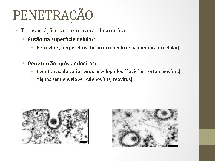 PENETRAÇÃO • Transposição da membrana plasmática. • Fusão na superfície celular: • Retrovírus, herpesvírus