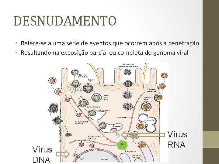 DESNUDAMENTO • Refere-se a uma série de eventos que ocorrem após a penetração. •