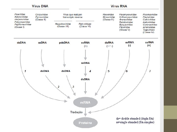 ds= double stranded (dupla fita) ss=single stranded (fita simples) 