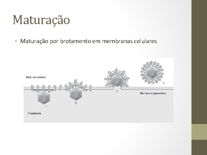 Maturação • Maturação por brotamento em membranas celulares 