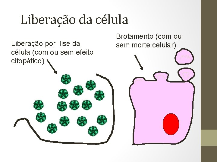 Liberação da célula Liberação por lise da célula (com ou sem efeito citopático) Brotamento