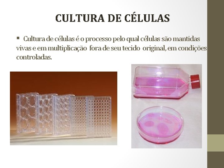 CULTURA DE CÉLULAS § Cultura de células é o processo pelo qual células são