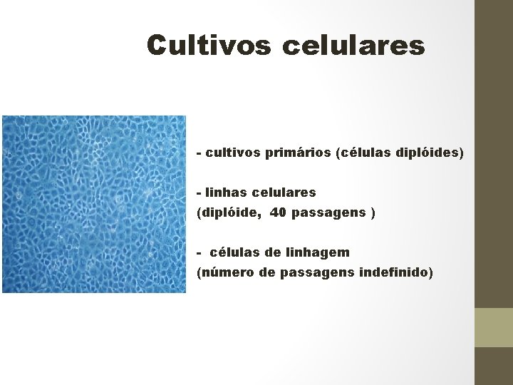 Cultivos celulares - cultivos primários (células diplóides) - linhas celulares (diplóide, 40 passagens )