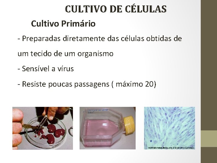 CULTIVO DE CÉLULAS Cultivo Primário - Preparadas diretamente das células obtidas de um tecido