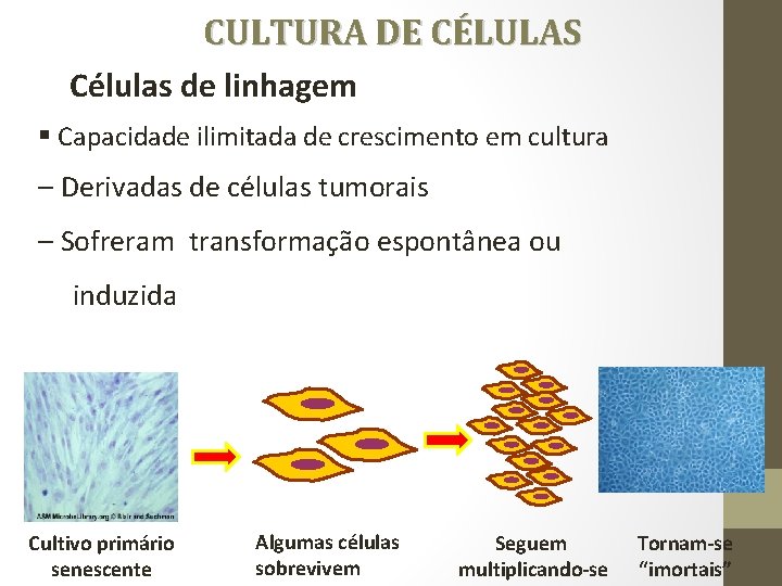 CULTURA DE CÉLULAS Células de linhagem § Capacidade ilimitada de crescimento em cultura –