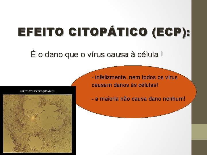 EFEITO CITOPÁTICO (ECP): É o dano que o vírus causa à célula ! -