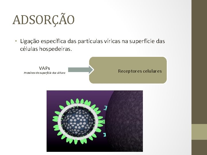 ADSORÇÃO • Ligação específica das partículas víricas na superfície das células hospedeiras. VAPs Proteínas