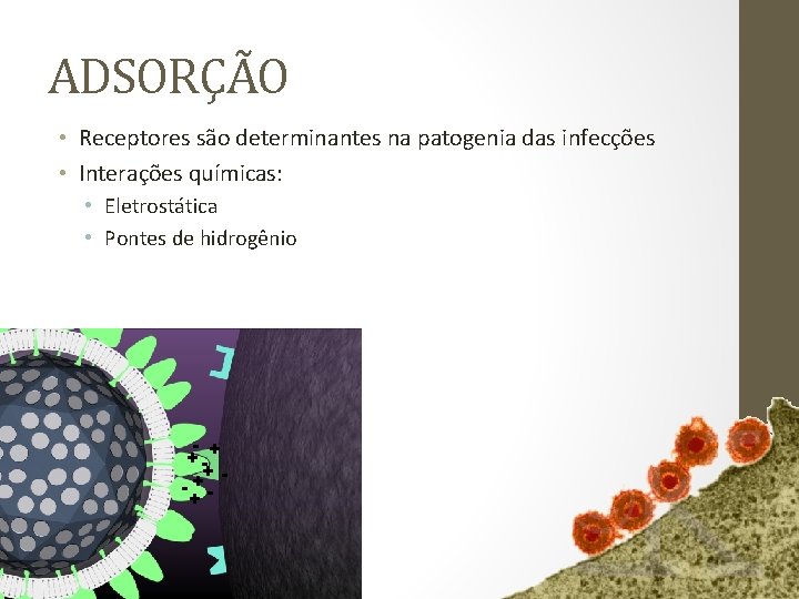 ADSORÇÃO • Receptores são determinantes na patogenia das infecções • Interações químicas: • Eletrostática