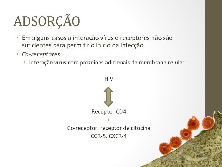 ADSORÇÃO • Em alguns casos a interação vírus e receptores não suficientes para permitir