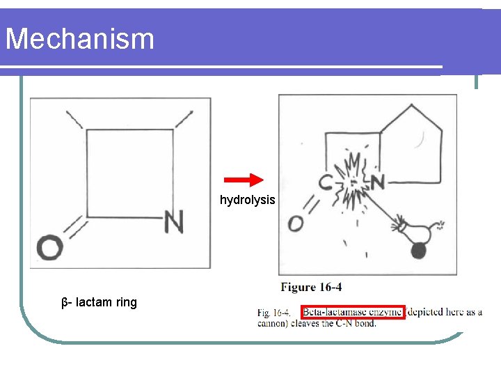 Mechanism hydrolysis β- lactam ring 