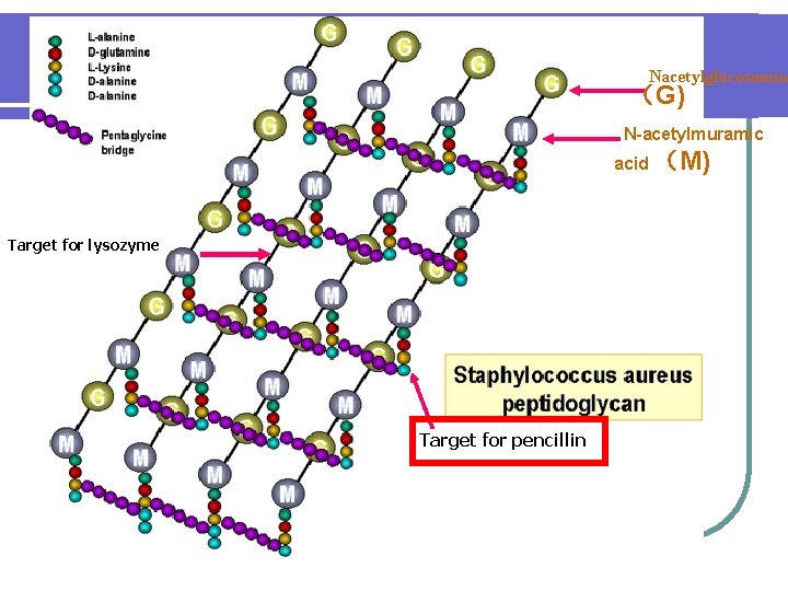 Nacetylglucosamin （G) N-acetylmuramic acid （M) Target for lysozyme Target for pencillin 