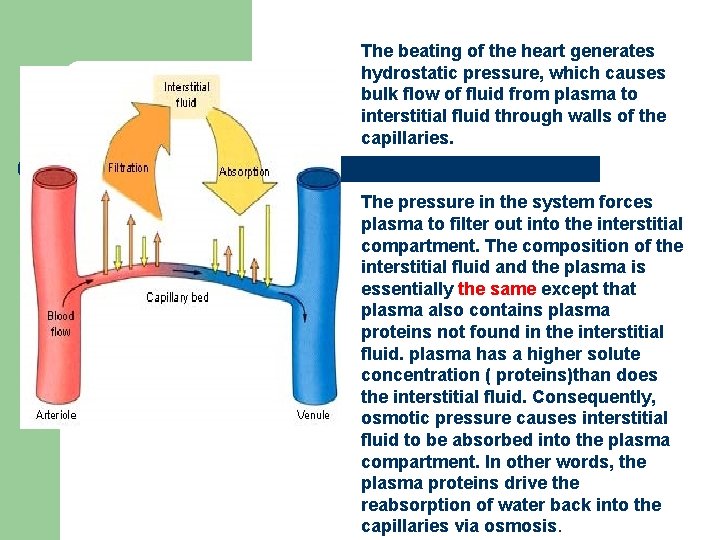 The beating of the heart generates hydrostatic pressure, which causes bulk flow of fluid