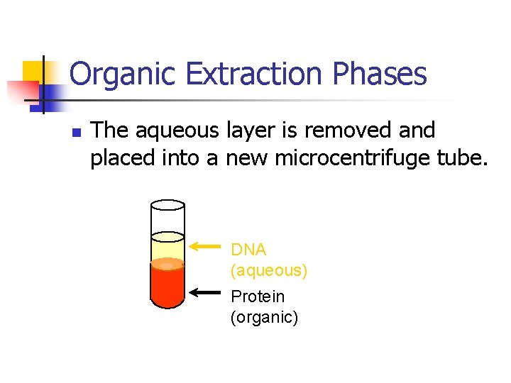 Organic Extraction Phases n The aqueous layer is removed and placed into a new