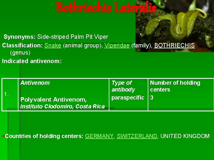Bothriechis Lateralis Synonyms: Side-striped Palm Pit Viper Classification: Snake (animal group), Viperidae (family), BOTHRIECHIS