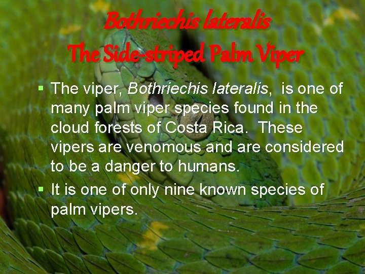 Bothriechis lateralis The Side-striped Palm Viper § The viper, Bothriechis lateralis, is one of