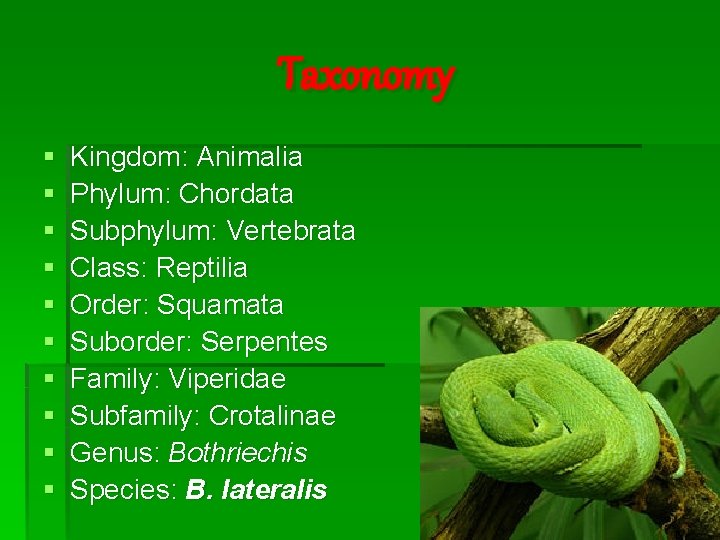 Taxonomy § § § § § Kingdom: Animalia Phylum: Chordata Subphylum: Vertebrata Class: Reptilia