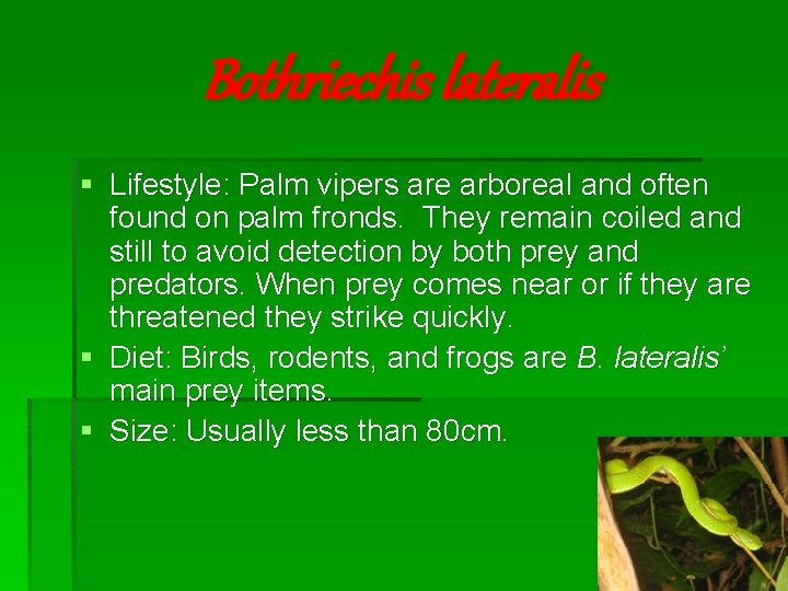 Bothriechis lateralis § Lifestyle: Palm vipers are arboreal and often found on palm fronds.