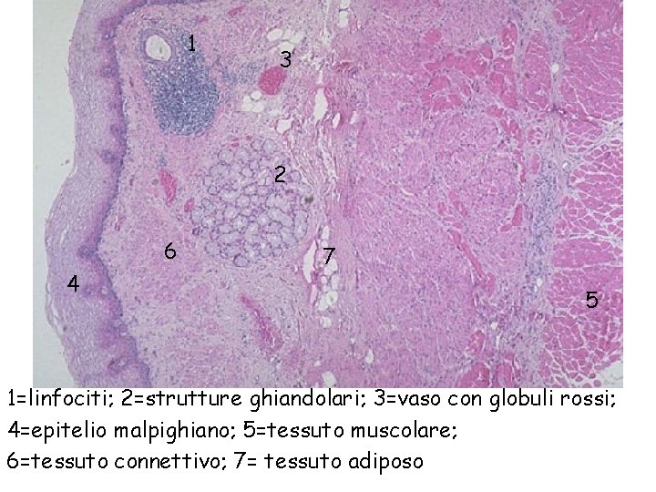 1 3 2 6 4 7 5 1=linfociti; 2=strutture ghiandolari; 3=vaso con globuli rossi;