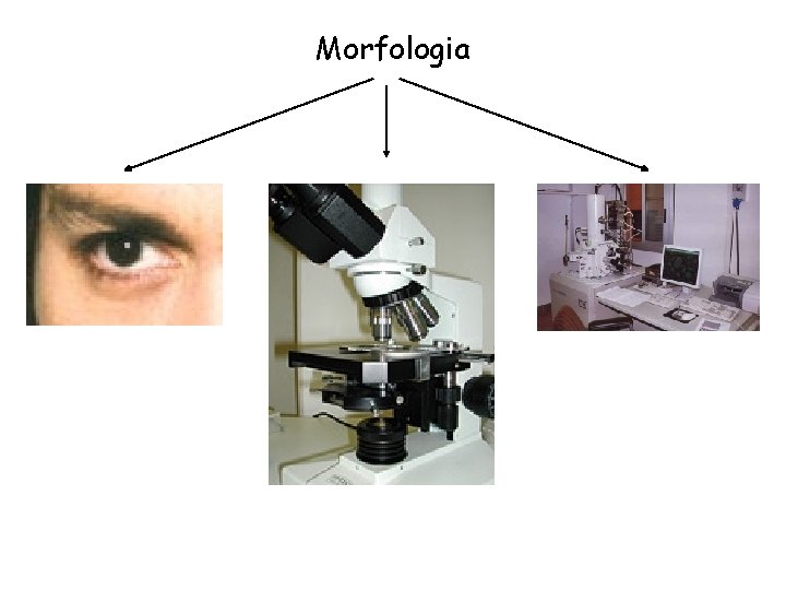 Morfologia 