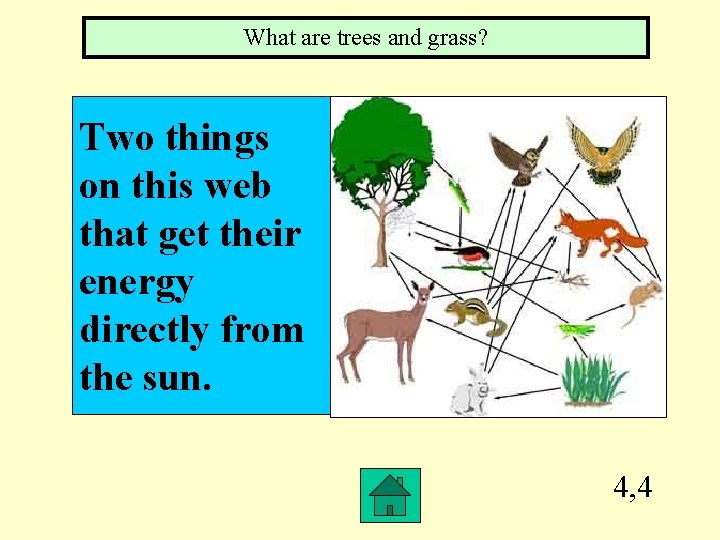 What are trees and grass? Two things on this web that get their energy
