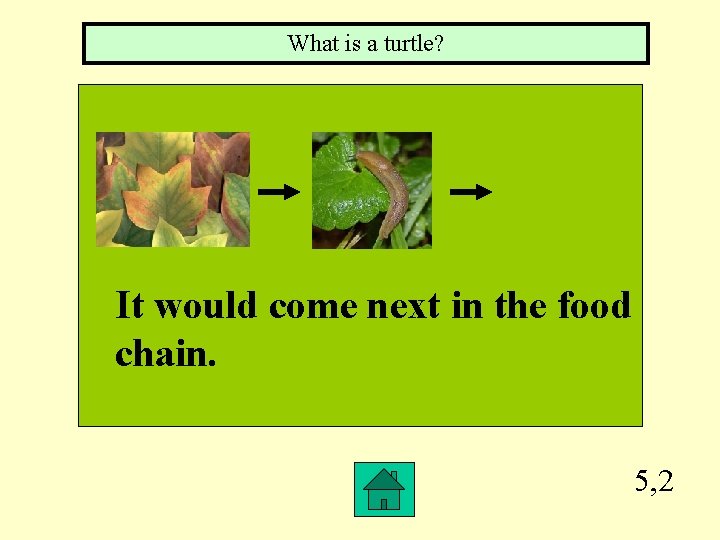 What is a turtle? It would come next in the food chain. 5, 2