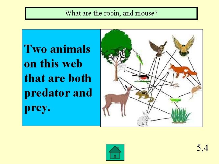 What are the robin, and mouse? Two animals on this web that are both