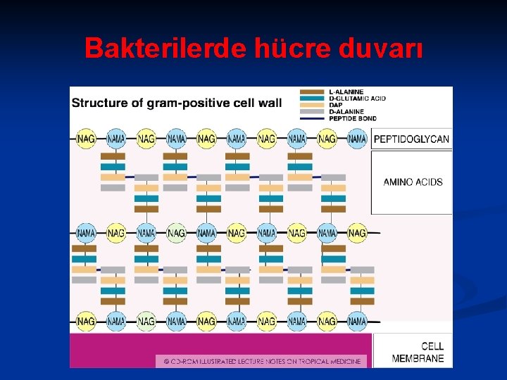 Bakterilerde hücre duvarı 